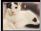 Adopt Jade a Devon Rex, Domestic Short Hair