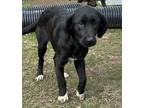 Adopt Thelma a Flat-Coated Retriever