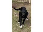 Adopt Louise a Flat-Coated Retriever, Black Labrador Retriever