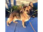 Adopt Zena a German Shepherd Dog