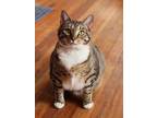 Adopt Jupiter a Domestic Short Hair