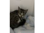 Adopt Hope a Domestic Short Hair