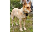 Adopt Amber a Australian Cattle Dog / Blue Heeler