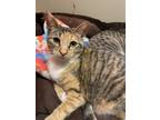 Adopt Pippa a Domestic Short Hair, Abyssinian