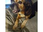 Adopt Czarina a Beagle, Mixed Breed