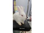 Adopt Thumpelina a Lionhead