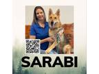 Adopt Sarabi a German Shepherd Dog, Mixed Breed