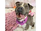 Adopt Birdie a Pit Bull Terrier