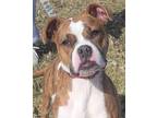 Adopt Layla Ali a Boxer