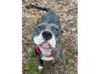 Adopt Bonnie a Pit Bull Terrier, Catahoula Leopard Dog