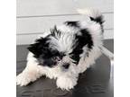 Shih Tzu Puppy for sale in Villisca, IA, USA
