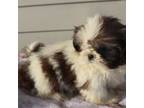 Shih Tzu Puppy for sale in Villisca, IA, USA