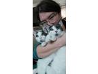 Adopt Tootsie & Snickers a Domestic Short Hair