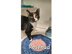 Adopt Rosebud a Domestic Short Hair