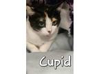 Adopt cupid a Domestic Short Hair