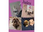 Adopt Jules a Shih Tzu