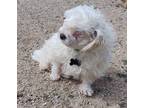 Adopt Sherry a Maltipoo