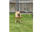 Adopt Josie a Black Mouth Cur