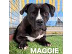 Adopt Maggie A2109796 a Pit Bull Terrier