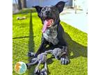 Adopt Bluey a Australian Cattle Dog / Blue Heeler