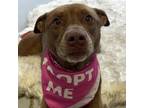 Adopt Macey a Terrier