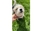 Adopt Tortellini a Terrier, Yorkshire Terrier