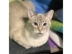 Adopt Minnie a Siamese