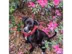 Adopt Moon Cheese a Labrador Retriever