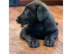 Mutt Puppy for sale in Cortland, OH, USA