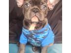 French Bulldog Puppy for sale in Stroudsburg, PA, USA