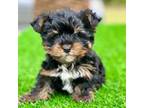 Tiny Yorkie Boy