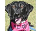 Adopt Merry a Coonhound, Black Labrador Retriever
