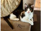 Adopt Roxie a Domestic Short Hair