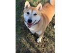 Adopt Chex a Shiba Inu