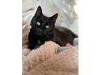 Adopt Duna a Domestic Short Hair