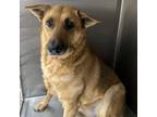 Adopt Molly a German Shepherd Dog