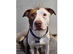 Adopt PAIGE a American Staffordshire Terrier