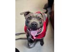 Adopt MOMMA COOKIE a Pit Bull Terrier
