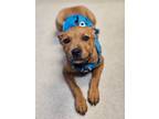 Adopt PEARL a Mixed Breed, Pit Bull Terrier