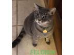 Adopt Felonia a Domestic Short Hair