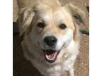 Adopt Dakota a Great Pyrenees