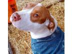 Adopt Molly a Pit Bull Terrier