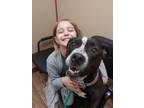 Adopt Sadie a Pit Bull Terrier