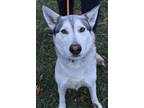 Adopt Lana a Siberian Husky