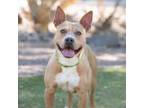 Adopt Matilda a Pit Bull Terrier, Mixed Breed