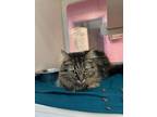 Adopt Jenny a Domestic Long Hair