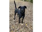 Adopt Pippa a Labrador Retriever