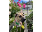 Adopt Sarah a Black Mouth Cur