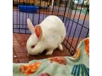 Adopt Zhuria a Bunny Rabbit