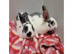 Adopt Luna2 a Bunny Rabbit